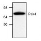 PAK4 Antibody